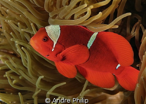 spine-cheek clownfish by Andre Philip 